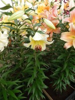 [4147 ConcaDor EVR No301.JPG]